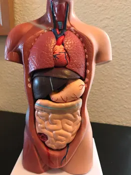 Unisex Menneskelige Krop, Kroppens Anatomi Anatomiske Modeller Indre Organer Skelet Grå Skeletal System For Undervisning