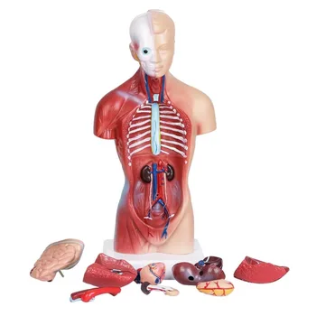 Unisex Menneskelige Krop, Kroppens Anatomi Anatomiske Modeller Indre Organer Skelet Grå Skeletal System For Undervisning