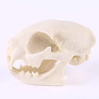 Realistisk Kat Kraniet Harpiks Replica Undervisning Skelet Model Akvarium Halloween Rekvisitter Forfærdelige Forsyninger Hjem Indre