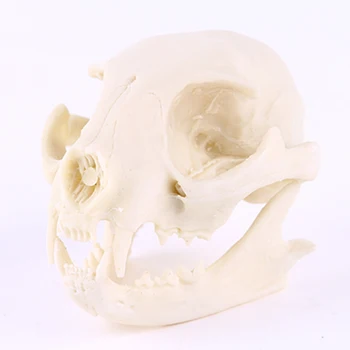 Realistisk Kat Kraniet Harpiks Replica Undervisning Skelet Model Akvarium Halloween Rekvisitter Forfærdelige Forsyninger Hjem Indre
