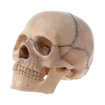 15pcs/set 4D Adskilt Farve Kranie Anatomiske Model Aftagelig Medicinsk Undervisning Af skoleartikler