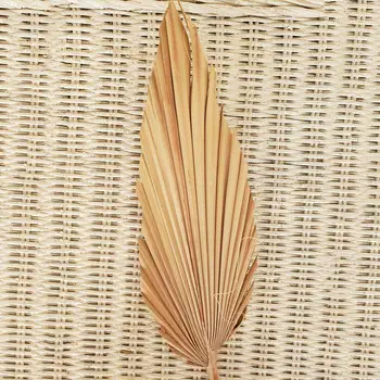 Naturlige Tørrede Blomster Palm Leaf Fan Plante Palmer Tørrede Blade Hjem Have Bryllup Part Soveværelse Dekoration