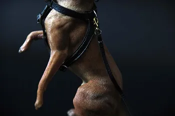 1/6 Skala Hylende Barks Belgiske Malinois Model Hund Dyr Resin Model Bil Display for 12 tommer Action Figur Scene Samling
