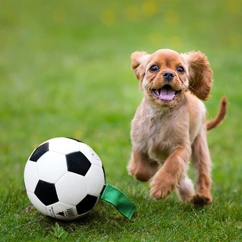Offentlig Vand Sjove Hvalp Fodbold Tug-Toy Pet Grib Faner Fodbold Indendørs Interaktive Hundelegetøj