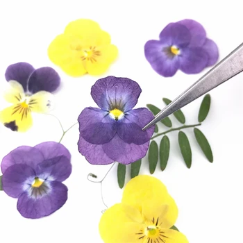 24pcs,Naturlige Trykkede Hornet violer,Evige Tørrede Blomster DIY Flora Klistermærker Håndværk Bogmærke Gave Nail Art Facial dekoration